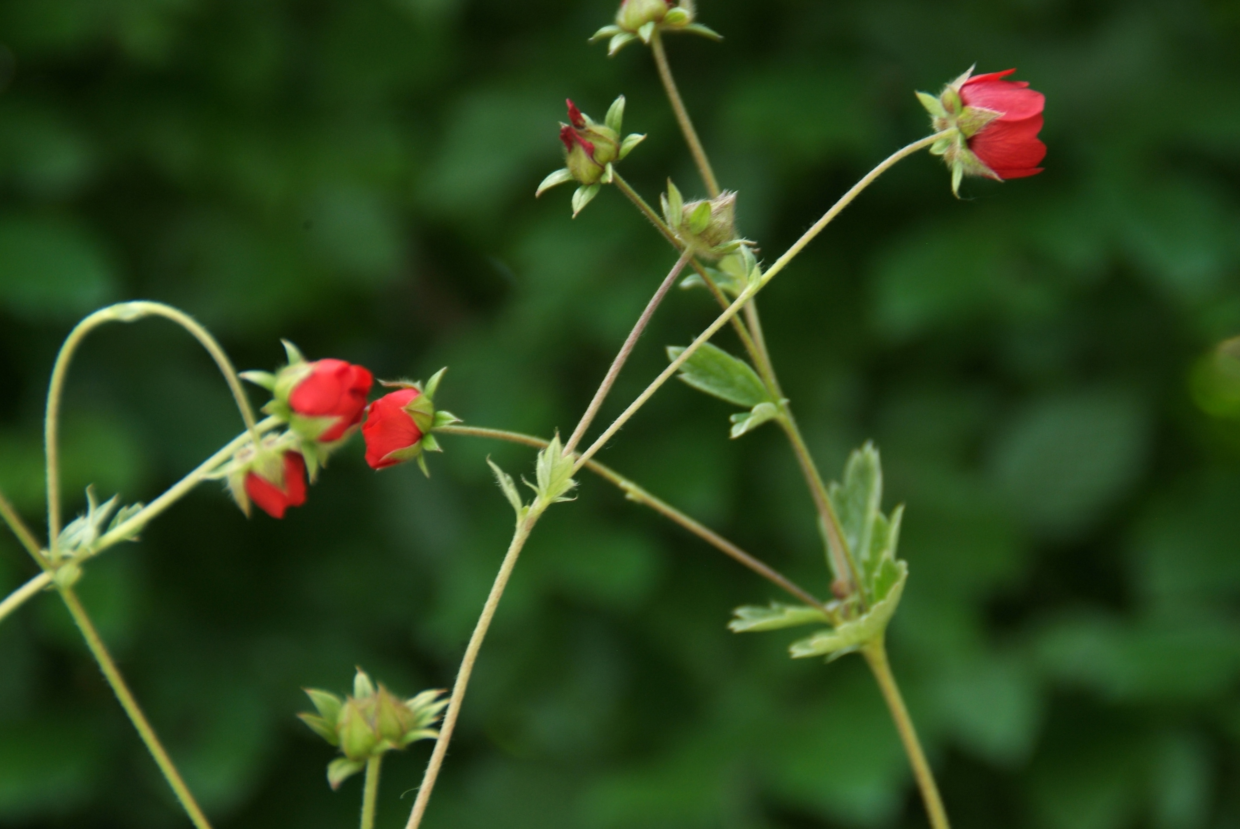 Potentilla atrosanguinea bestellen